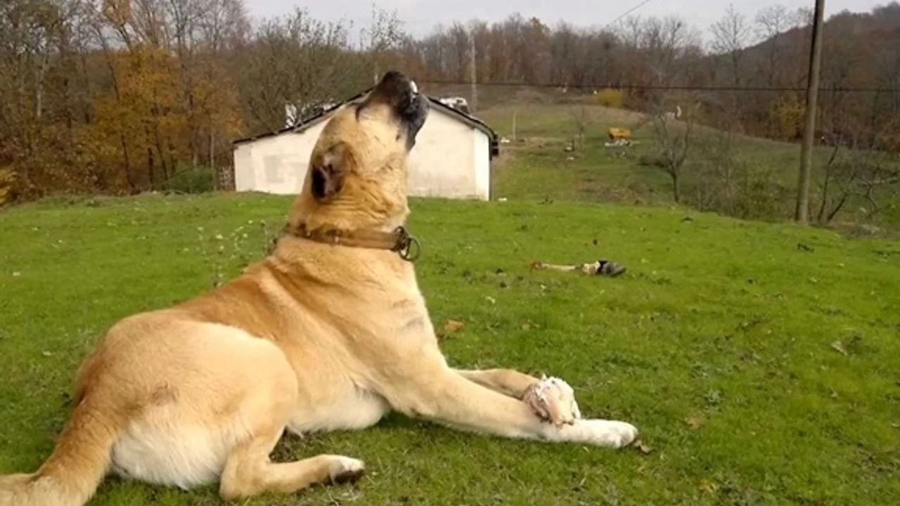 Ezan Okunurken köpekler Neden Ulur?