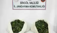 Bingöl’de Polis Operasyonunda 3 Bin Kök Kenevir ve 21 Kilo Esrar Bulundu