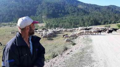 Bartın’dan çobanlık için Bolu’ya geldi