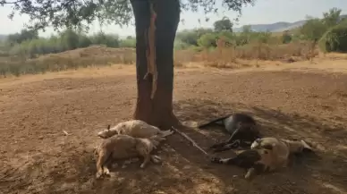 Bolu'da Yıldırım 5 Hayvanı Telef Etti!