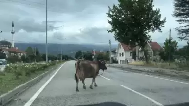 İnek Araçlara Aldırış Etmeden Trafiği Tehlikeye Soktu