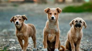 Başıboş Sokak Köpekleri İçin Yeni Düzenleme Meclis'te Kabul Edildi