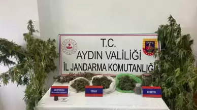 Aydın İncirliova'da Mısır Tarlasına Uyuşturucu Eken Şahıs Yakalandı