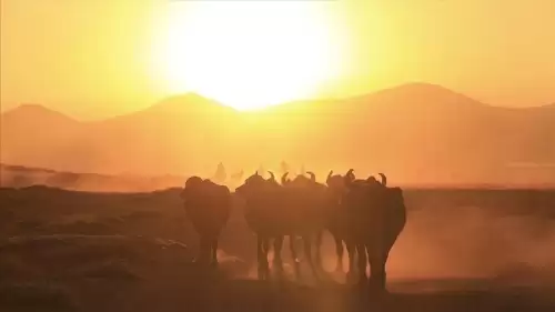 Devletin Gücüyle Erciyes’in Gölgesinde Manda Patlaması! Kayseri’de Mandaların Sayısı Katlanarak Arttı